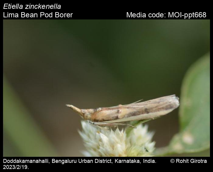 チリ産 Bolborhinum tubericeps ♂ 17mm | 昆虫標本 Diggers